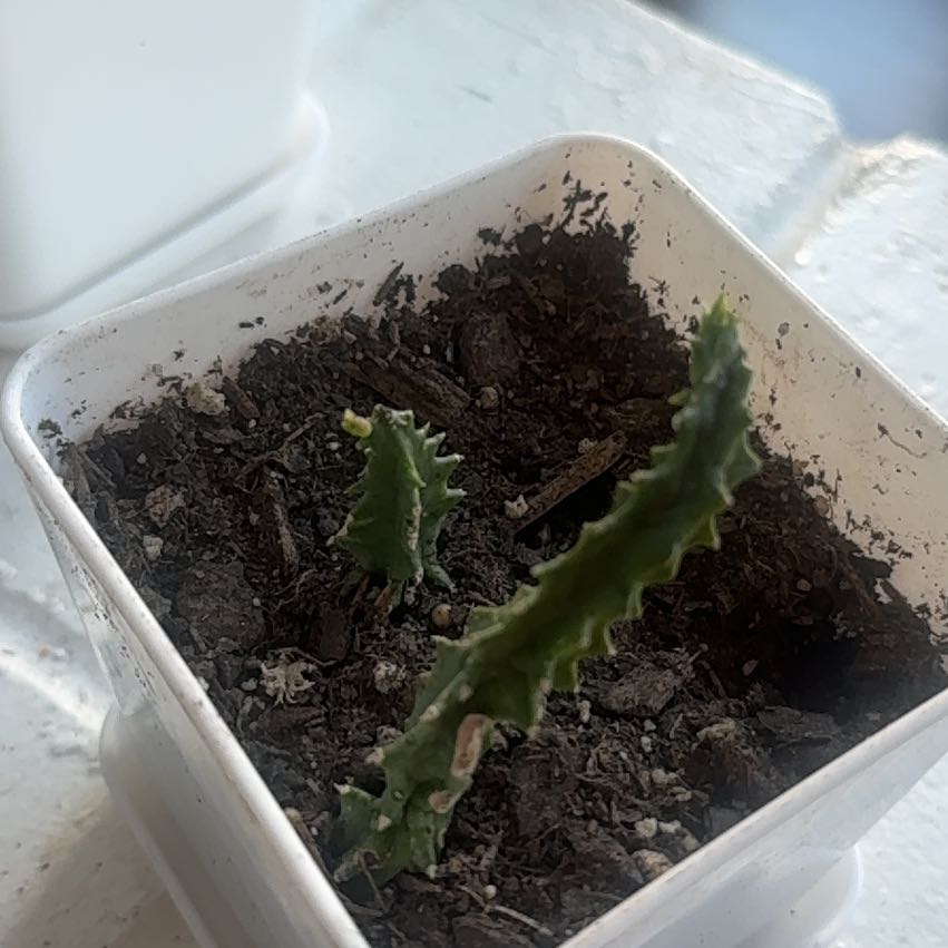 Photo of the plant species Red Dragon Succulent Cactus by @EducatedPlain73 named LiloStitch on Greg, the plant care app
