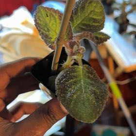 Photo of the plant species Wayfaring Tree Viburnum by @SageFrogbit42 named Peter Parker on Greg, the plant care app