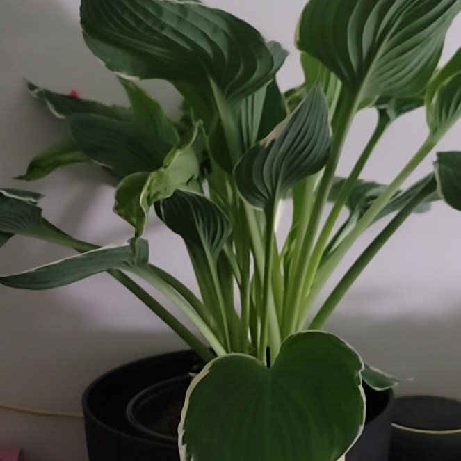 Photo of the plant species Francee Hosta by @GenteelChilli0 named Mando on Greg, the plant care app
