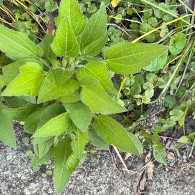 Photo of the plant species Jerusalem Artichoke by @ComicCoojong39 named Bieber on Greg, the plant care app