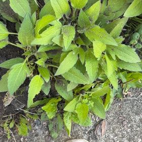 Photo of the plant species Blackeyed Susan by @ComicCoojong39 named Sproutacus on Greg, the plant care app