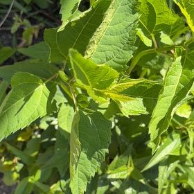 Photo of the plant species Smooth Oxeye by @ComicCoojong39 named Gregarious on Greg, the plant care app
