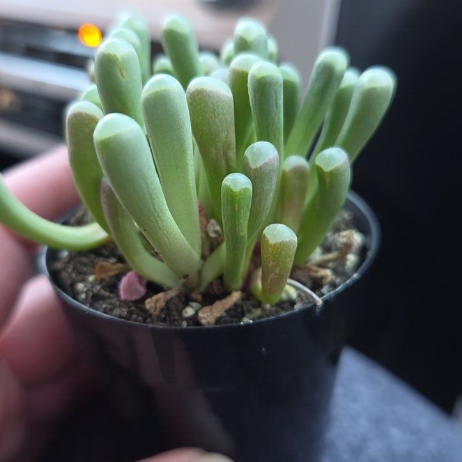Photo of the plant species Baby Toes by @VitalAlbo29 named Orwell on Greg, the plant care app
