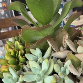 Photo of the plant species Succulent Garden by @BuffAnacua71 named Sir Prick A’lot on Greg, the plant care app