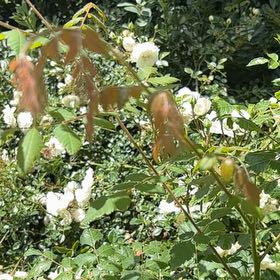 Photo of the plant species China Tree by @GlamorousRedfir named Prince on Greg, the plant care app