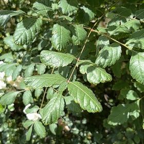 Photo of the plant species China Tree by @GlamorousRedfir named Sigmund on Greg, the plant care app