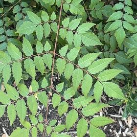 Photo of the plant species China Tree by @GlamorousRedfir named Sage on Greg, the plant care app