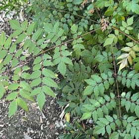 Photo of the plant species China Tree by @GlamorousRedfir named Denali on Greg, the plant care app