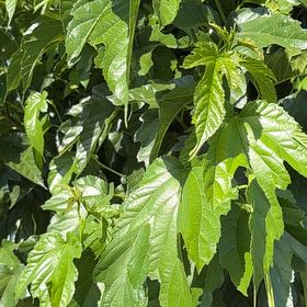 Photo of the plant species Black Mulberry by @GlamorousRedfir named Keanu Leaves on Greg, the plant care app