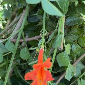 Photo of the plant species Cape Honeysuckle by @GlamorousRedfir named Sanders on Greg, the plant care app