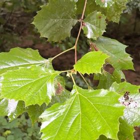 Photo of the plant species American Planetree by @GlamorousRedfir named Sir Plancelot on Greg, the plant care app