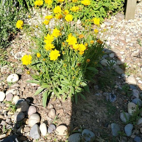 Photo of the plant species Lanceleaf Tickseed by @VerifiedApple85 named Sherlock on Greg, the plant care app