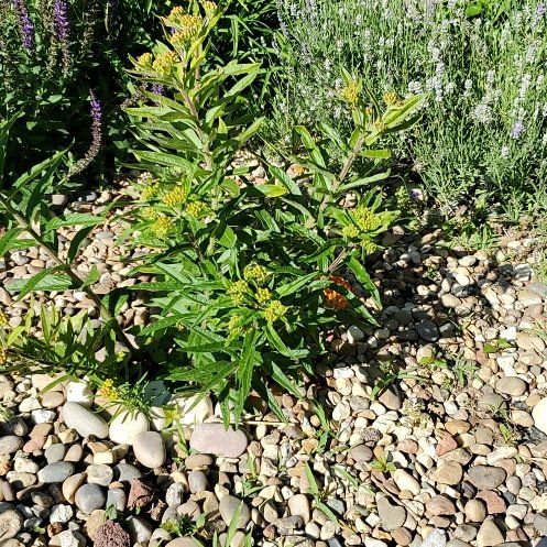 Photo of the plant species Butterfly Weed by @VerifiedApple85 named Huckleberry Fern on Greg, the plant care app