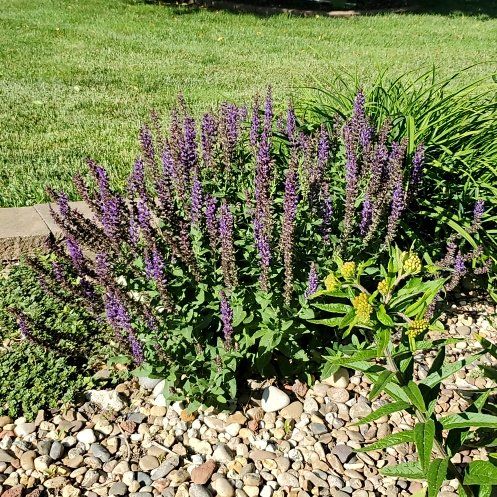 Photo of the plant species Meadow Sage by @VerifiedApple85 named Harry on Greg, the plant care app