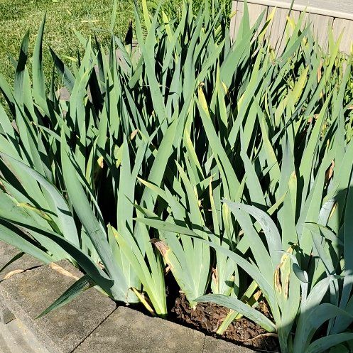 Photo of the plant species Blue Flag by @VerifiedApple85 named Muhammad Ali on Greg, the plant care app