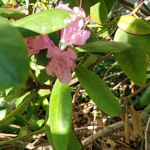 Photo of the plant species Coast Rhododendron by @VerifiedApple85 named Denali on Greg, the plant care app