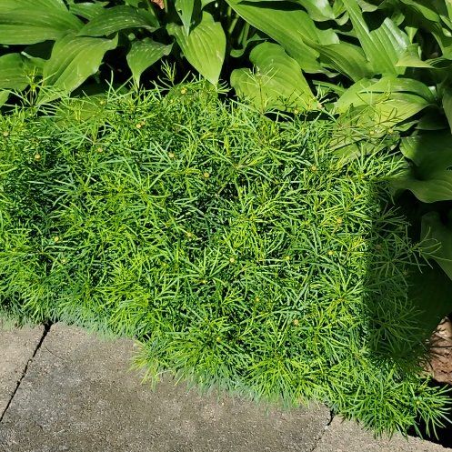 Photo of the plant species Whorled Tickseed by @VerifiedApple85 named Dolores on Greg, the plant care app