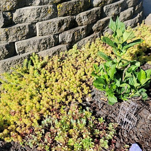 Photo of the plant species Sedum nuttallii by @VerifiedApple85 named Madonna on Greg, the plant care app
