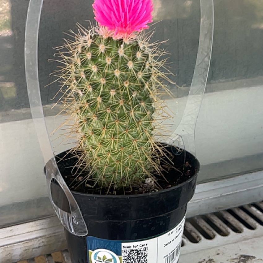 Photo of the plant species Cactus by @WinLlavea68 named Plato on Greg, the plant care app