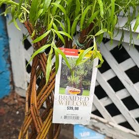 Photo of the plant species braided willow by @RadBlueash29 named Rosa on Greg, the plant care app