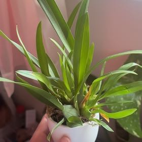 Photo of the plant species Oncidium Twinkle by @SuperSaguaro85 named Sahara on Greg, the plant care app