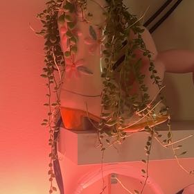 Photo of the plant species String of Tears by @SuperSaguaro85 named Curie on Greg, the plant care app