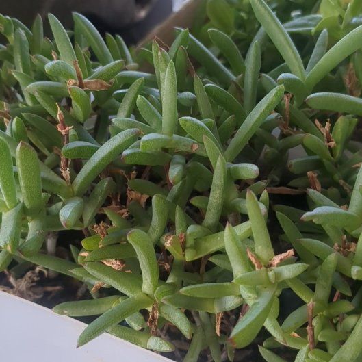 Photo of the plant species Disphyma by @KeyHouseleek92 named ChloroPhil on Greg, the plant care app