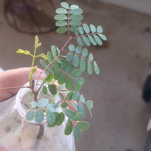 Photo of the plant species Caesalpinia Mexicana by @KeyHouseleek92 named Rainier on Greg, the plant care app