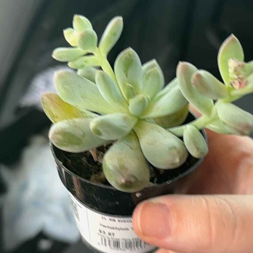 Photo of the plant species Pachyphytum 'Starburst' by @DapperSpinach61 named Kardashian on Greg, the plant care app