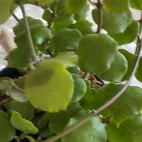 Photo of the plant species Hoya endauensis by @CleanRoussea20 named Scarlett on Greg, the plant care app