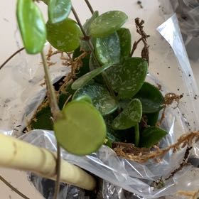 Photo of the plant species Splash Sweetheart Hoya by @CleanRoussea20 named Beyonce on Greg, the plant care app