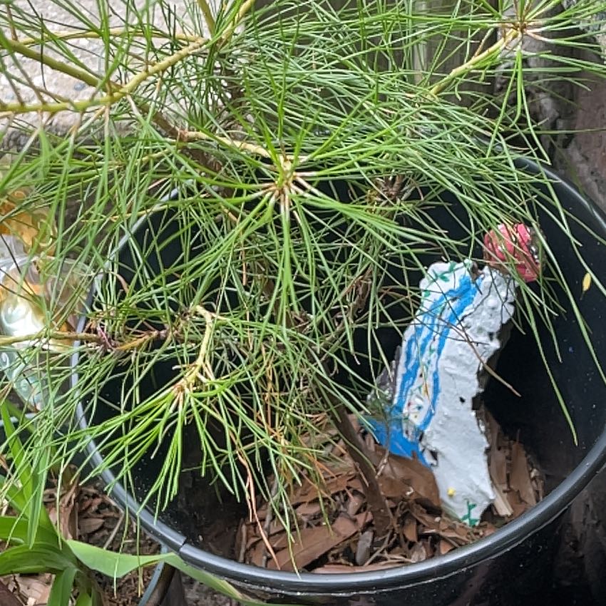 Photo of the plant species Cedros Island Pine by @Puertoricanlil1 named Keanu Leaves on Greg, the plant care app