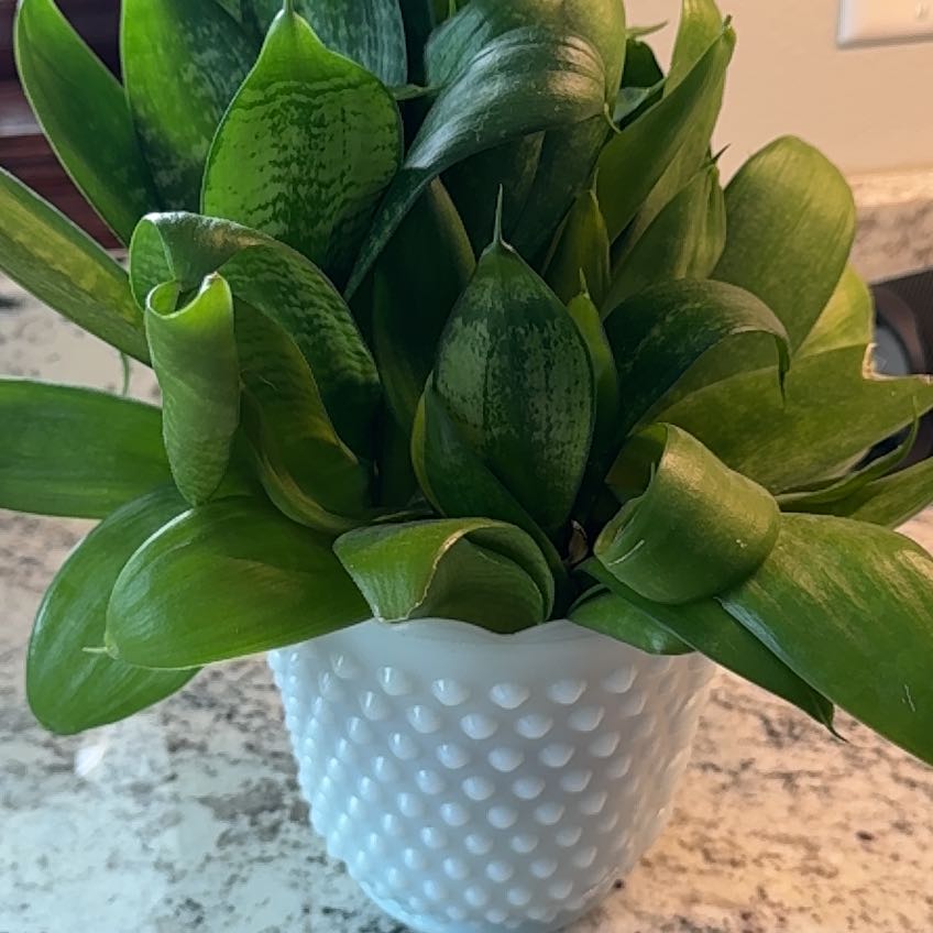 Photo of the plant species Birds Nest Snake Plant by @BestLagunaria79 named Dolores on Greg, the plant care app