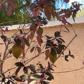 Photo of the plant species Bellyache Bush by @AnewAtom58 named Bertha on Greg, the plant care app