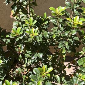 Photo of the plant species Strawberry Guava by @AnewAtom58 named James Dean on Greg, the plant care app