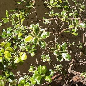 Photo of the plant species Mirror Bush by @AnewAtom58 named Sanders on Greg, the plant care app