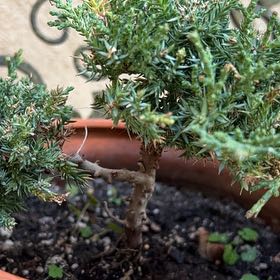 Photo of the plant species Japanese Garden Juniper by @AnewAtom58 named Trung on Greg, the plant care app