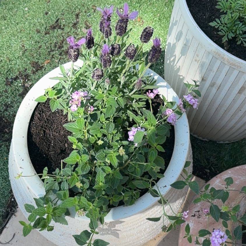 Photo of the plant species Trailing Lantana by @TenderPetunia88 named Walt on Greg, the plant care app