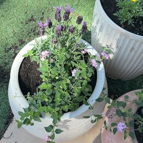 Photo of the plant species Spanish Lavendar by @TenderPetunia88 named Elle on Greg, the plant care app