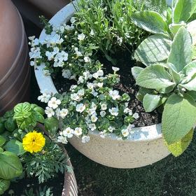 Photo of the plant species Trailing Bacopa by @TenderPetunia88 named Muhammad Ali on Greg, the plant care app