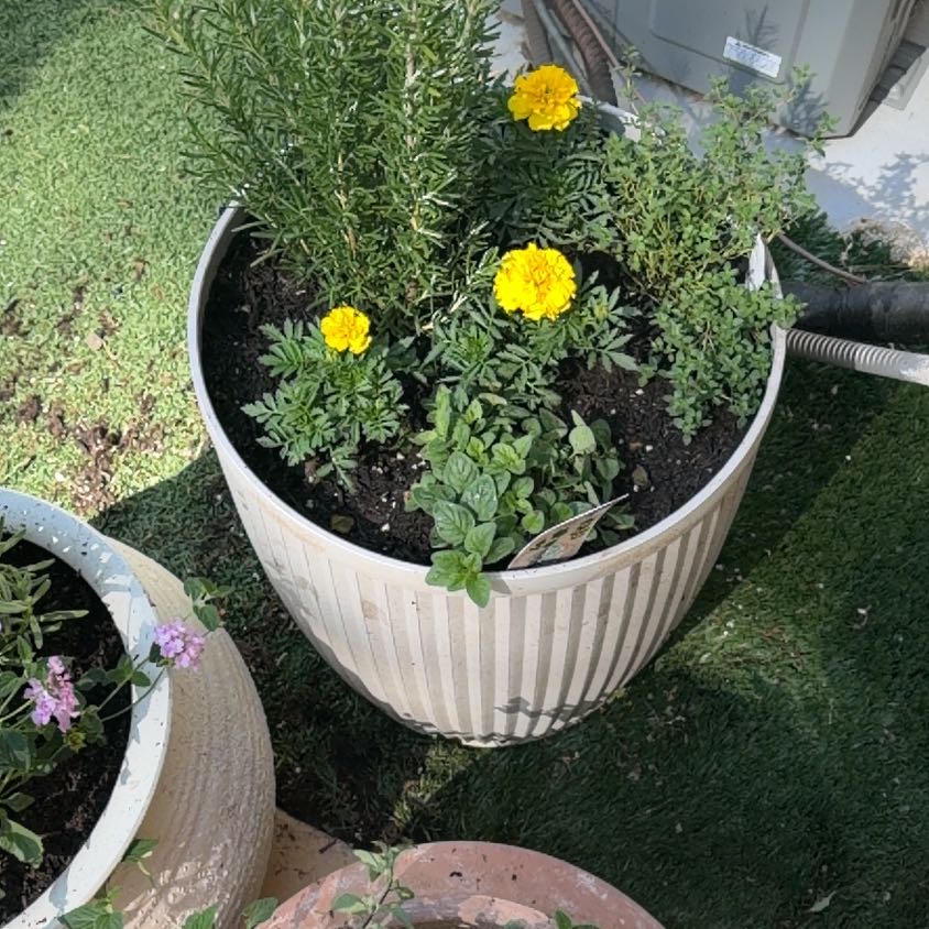 Photo of the plant species English Thyme by @TenderPetunia88 named Thyme on Greg, the plant care app