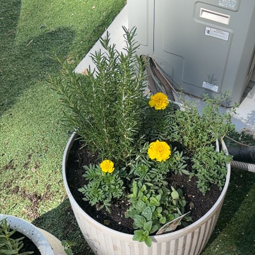 Photo of the plant species Italian oregano by @TenderPetunia88 named Oregano on Greg, the plant care app