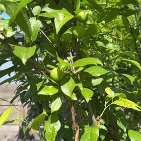 Photo of the plant species Cherry Plum by @PetSapote62 named Zeus on Greg, the plant care app