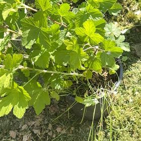Photo of the plant species Black Currant by @PetSapote62 named Figyonce on Greg, the plant care app