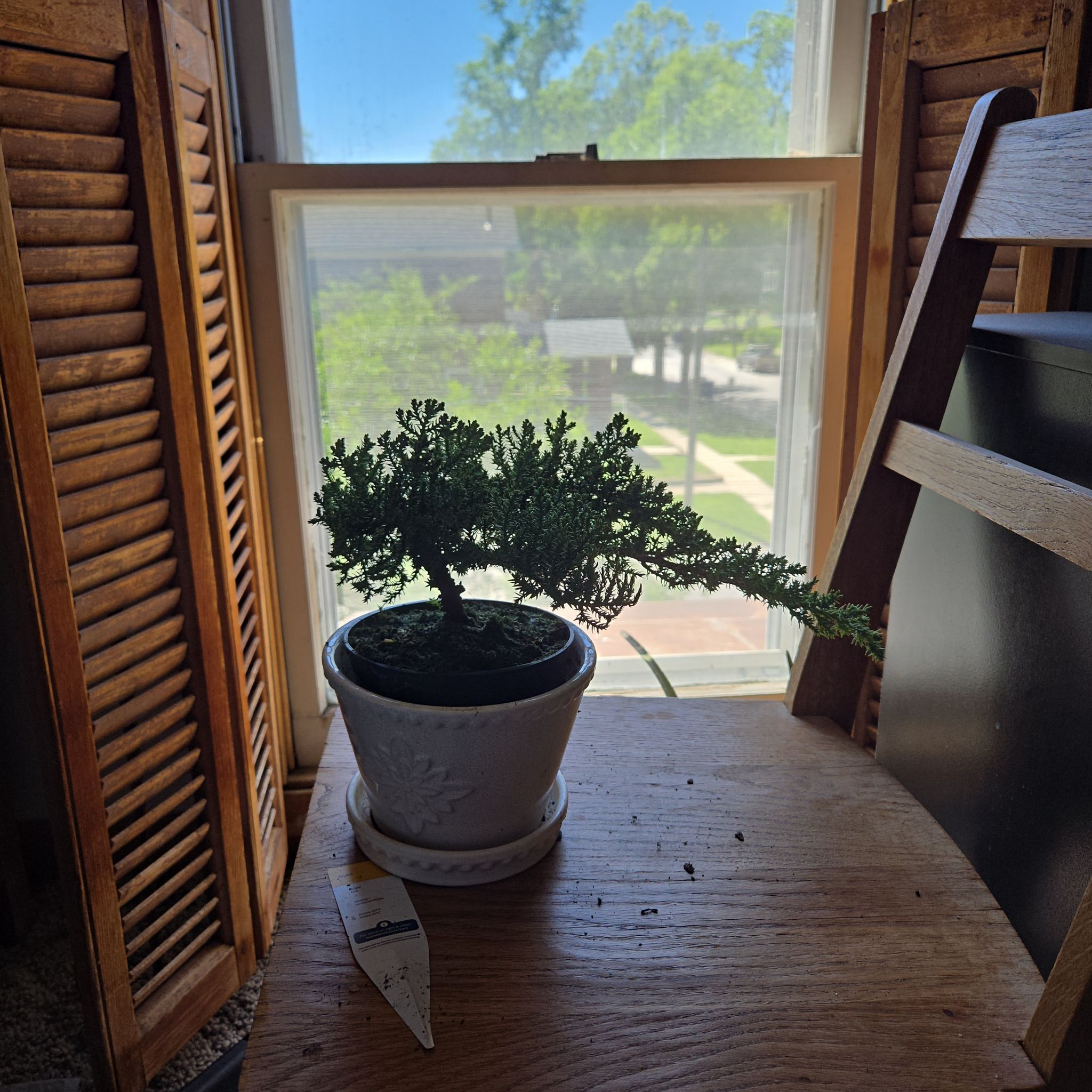 Photo of the plant species Blue Star Juniper by @CivilPurei99 named Khaleesi on Greg, the plant care app