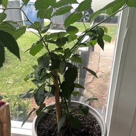 Photo of the plant species Blackberry by @ProperMoss42 named Khaleesi on Greg, the plant care app