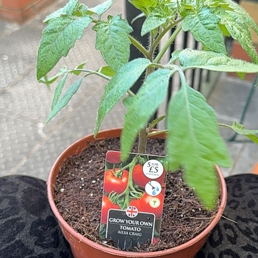 Photo of the plant species Tomato 'Ailsa Craig' by @HotMint13 named Slaggy Ailsa on Greg, the plant care app