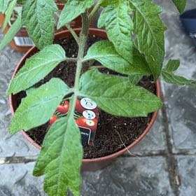Photo of the plant species San Marzano Redorta Tomato by @HotMint13 named SAN MARZANO on Greg, the plant care app
