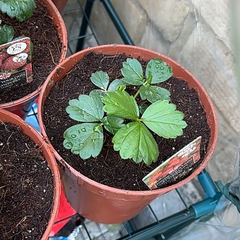 Photo of the plant species Allstar Strawberry by @HotMint13 named Beltra on Greg, the plant care app