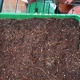 Photo of the plant species cat grass by @HotMint13 named Einstein on Greg, the plant care app